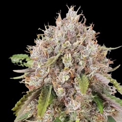 Beast Autoflower Cannabis Seeds Feminized