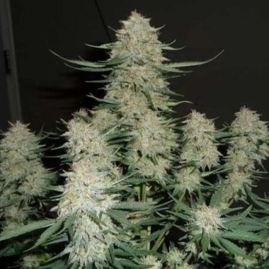 Bubba Banana Autoflower Cannabis Seeds Feminized