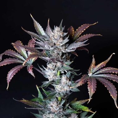 Chocolate Chips Cookies Autoflower Cannabis Seeds Feminized