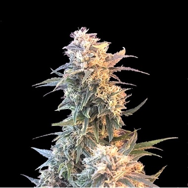 God Kush Cannabis Seeds Feminized