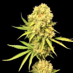 Gold Sativa Cannabis Seeds Feminized