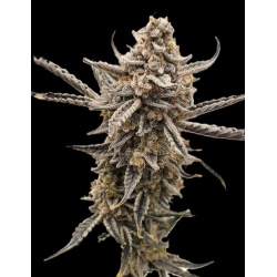 Grape Tuna Autoflower Cannabis Seeds Feminized