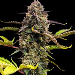 Skunk No.1 Cannabis Seeds Feminized
