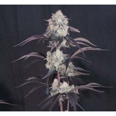 Cookie Punch Autoflower Cannabis Seeds Feminized