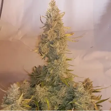 Donkey Kong Autoflower Cannabis Seeds Feminized
