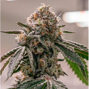 Forgotten Oranges Autoflower Cannabis Seeds Feminized