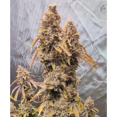 Grease Lightning Autoflower Cannabis Seeds Feminized