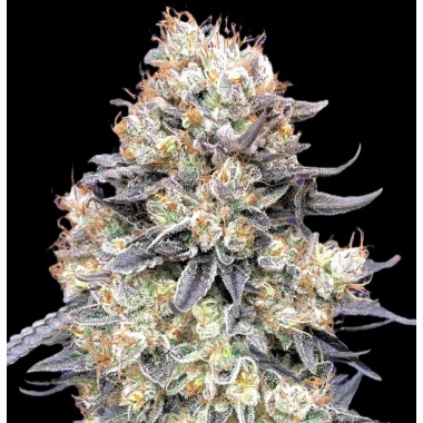 Purple Punch Autoflower Cannabis Seeds Feminized
