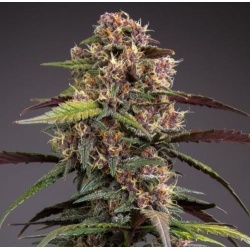 Raspberry Rarri Autoflower Cannabis Seeds Feminized