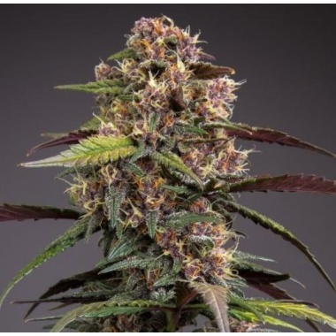 Raspberry Rarri Autoflower Cannabis Seeds Feminized