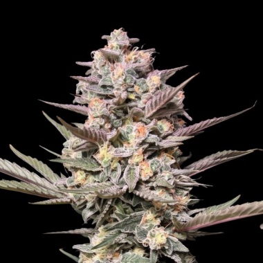Dossi Duo Autoflower Cannabis Seeds Feminized