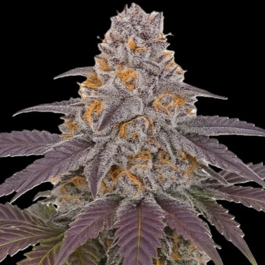 Tuna Kush Autoflower Cannabis Seeds Feminized