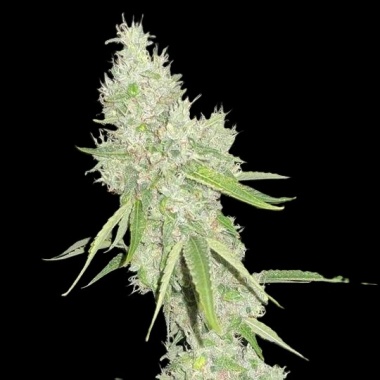 Mac and Cheese Autoflower Cannabis Seeds Feminized