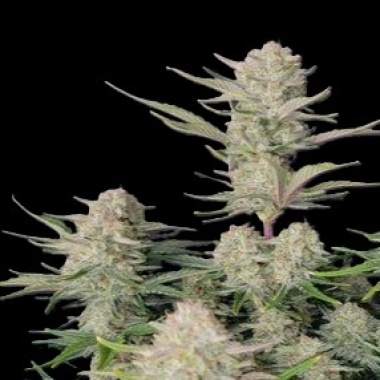 Harambe Autoflower Cannabis Seeds Feminized
