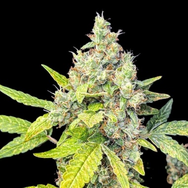 Lime Kush Autoflower Cannabis Seeds Feminized