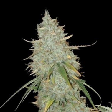 Blue Chemo Autoflower Cannabis Seeds Feminized