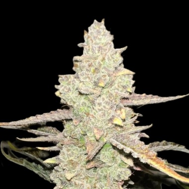 Moonberry Pie Autoflower Cannabis Seeds Feminized