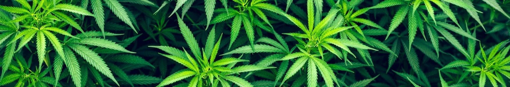 code de réduction pour les graines de cannabis